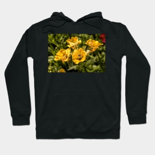 Nemesia Sundrops Hoodie